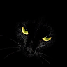 黒猫（黒猫みーたん）